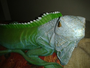 My plastic lizard